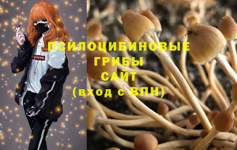 Псилоцибиновые грибы Psilocybe  дарнет шоп  гидра как войти  Володарск 